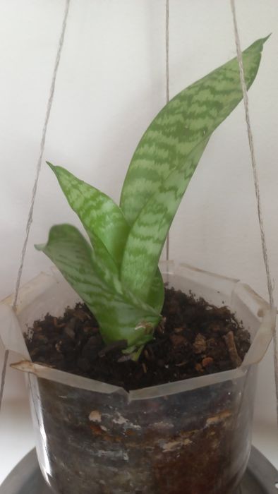 Продам  цветок  САНСЕВИЕРИЯ