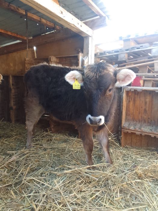 Продам телку хороши