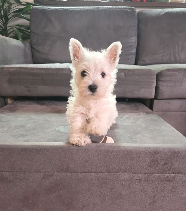 Westie Highland White Terrier Canisa Autorizata