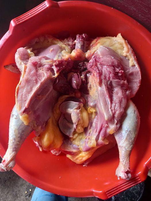 Curci si curcan crescuti in gradina