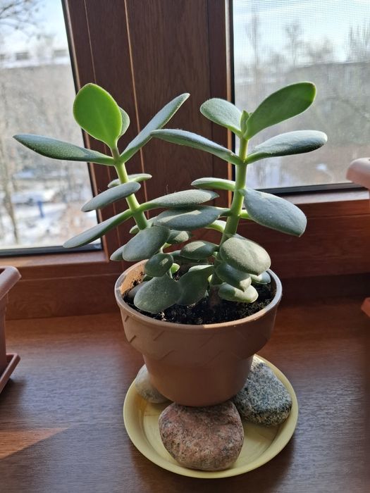 Кактусы разные, цена за каждый