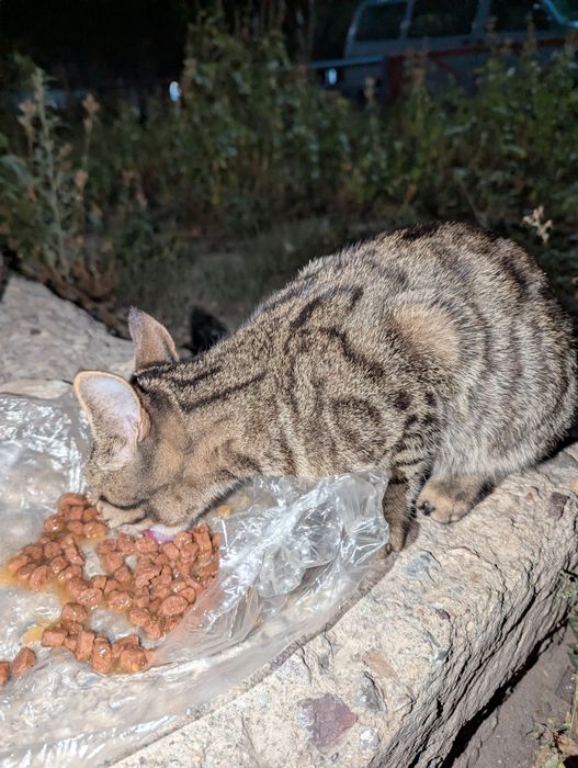 Срочно! Котик, потерялся, или выбросили