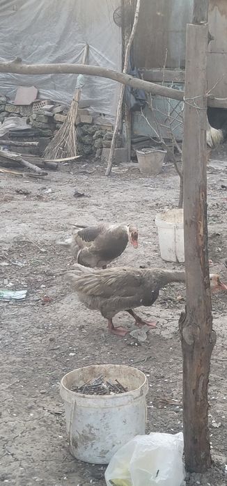 2 ta erkak g'oz sotiladi.