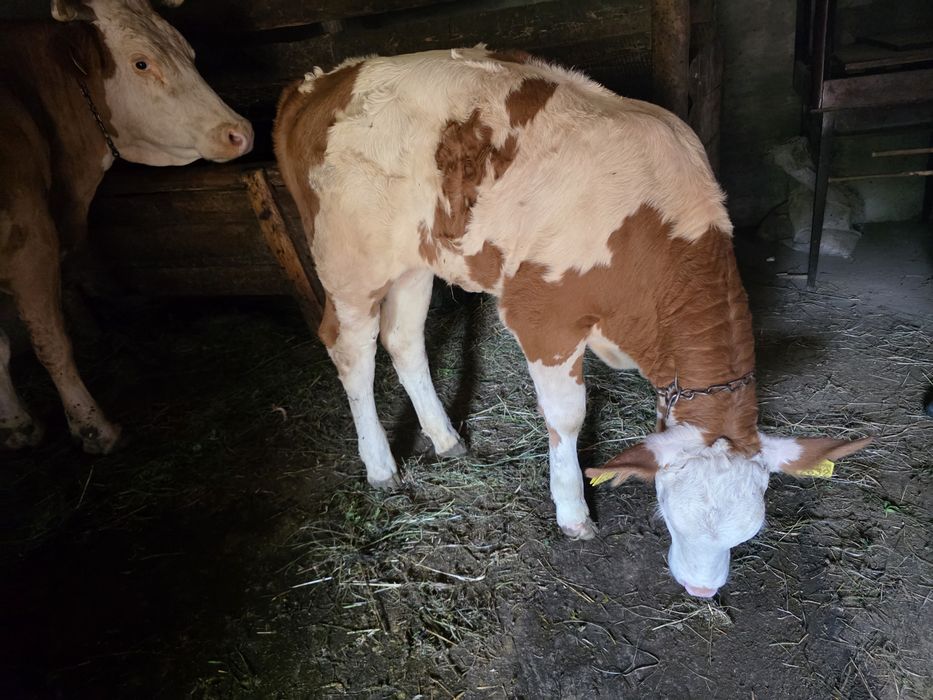 Vand vițea  din rasa baltata romaneasca