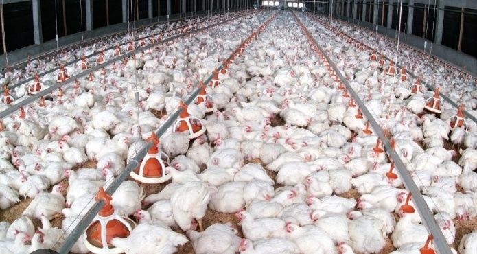 Buroler 308 jòja bor 1- kunlikdan  10 kunlik boa