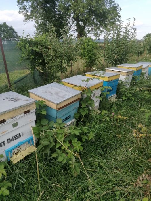 Familii de albine - 10 stupi