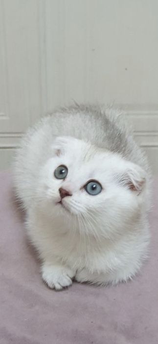 СРОЧНО! Шотландская вислоухая голубо-глазая ,,Скоттиш-фолд'' цена за в