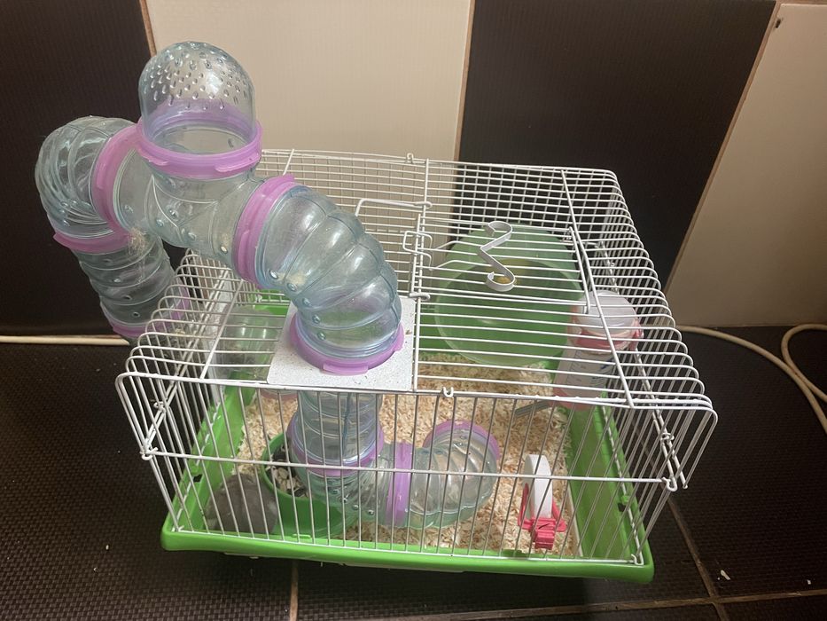 Hamsteri pitici cu cusca