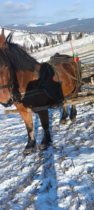 De vânzare manză de 2ani și 7luni învățată garantată la orice