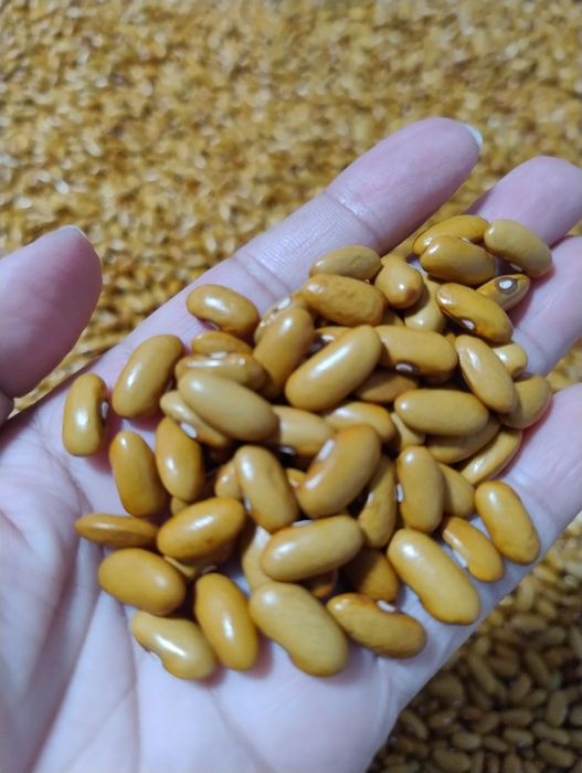 Фасоль коричневая 1200т