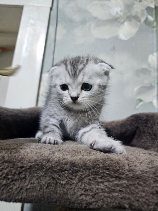 Котята британские