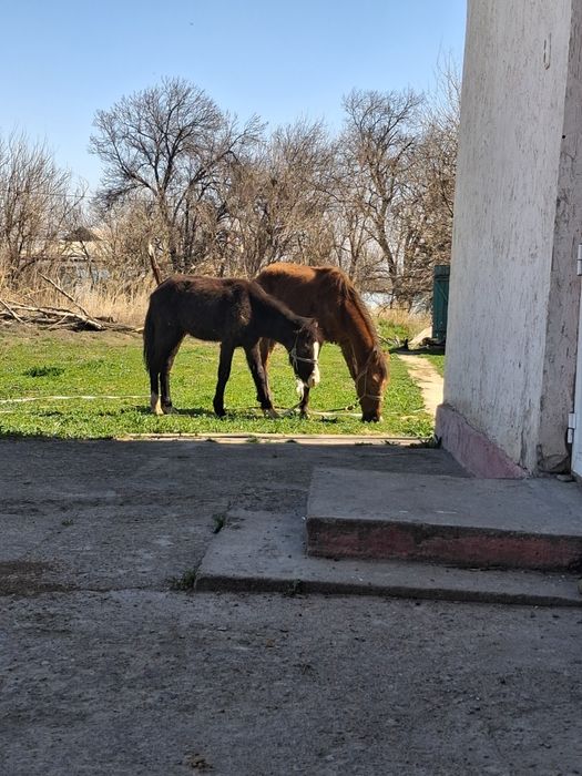 Тай сатылады 500мын саудасы бар