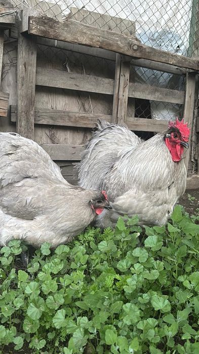 Орпингтон лаванда 1+1