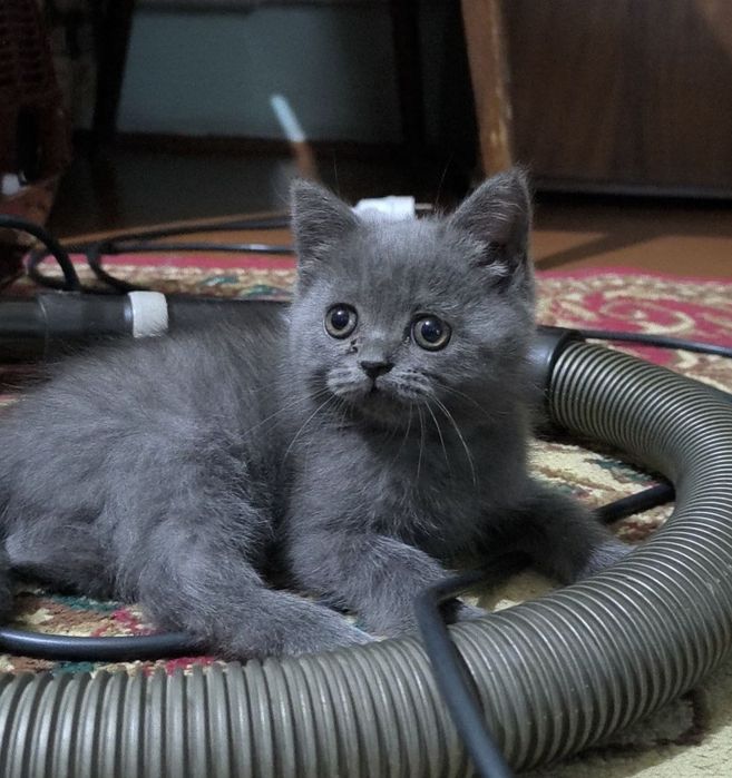 Продаю котят чистой породы
