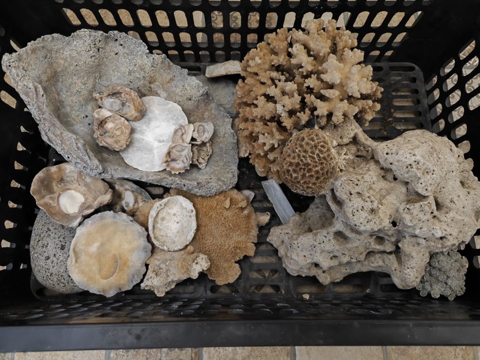 Продам морские кораллы и ракушки