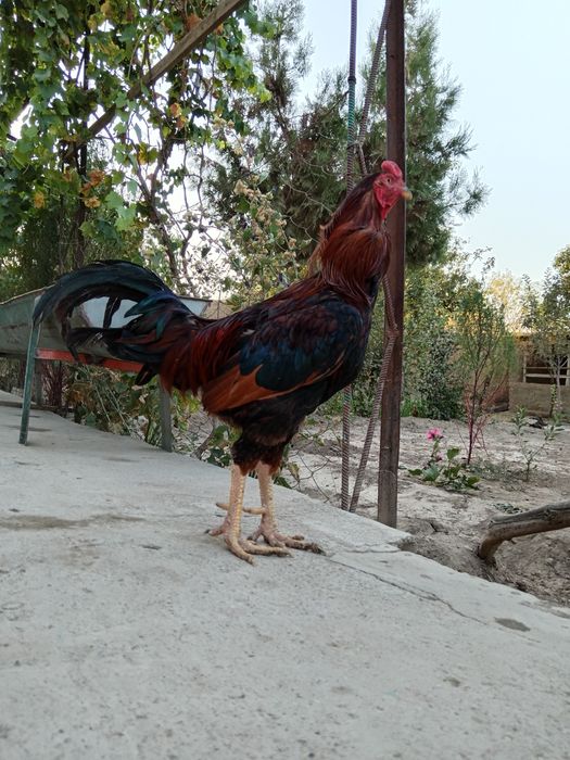 Marina shaxsiy porno video