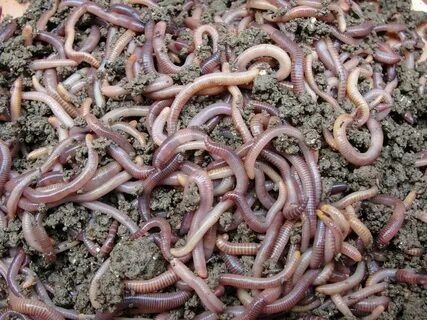 Чувалчанг сотилади 10яшик 500000сум