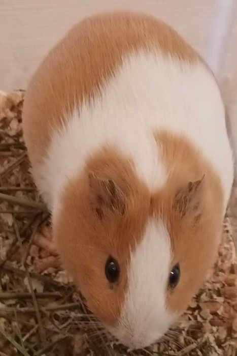 Donez Porcușor de Guineea