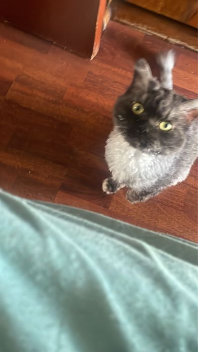 Adopție București – TIMUR & ZUZA