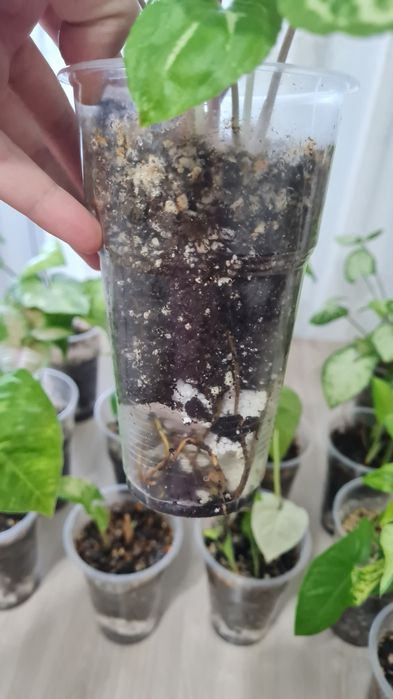 Сингониум для офиса и дома