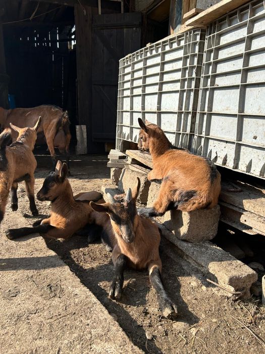 Iezi alpini francezi puri