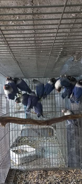 Agaponis personata violet 2024--2025