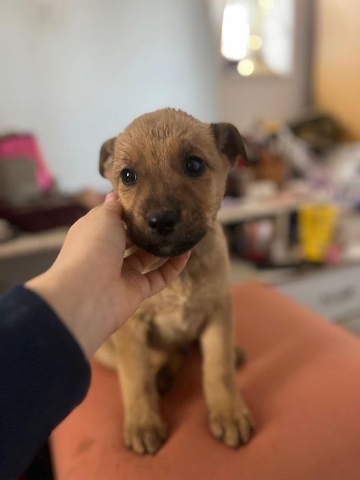 Donez cățeluși de talie mica