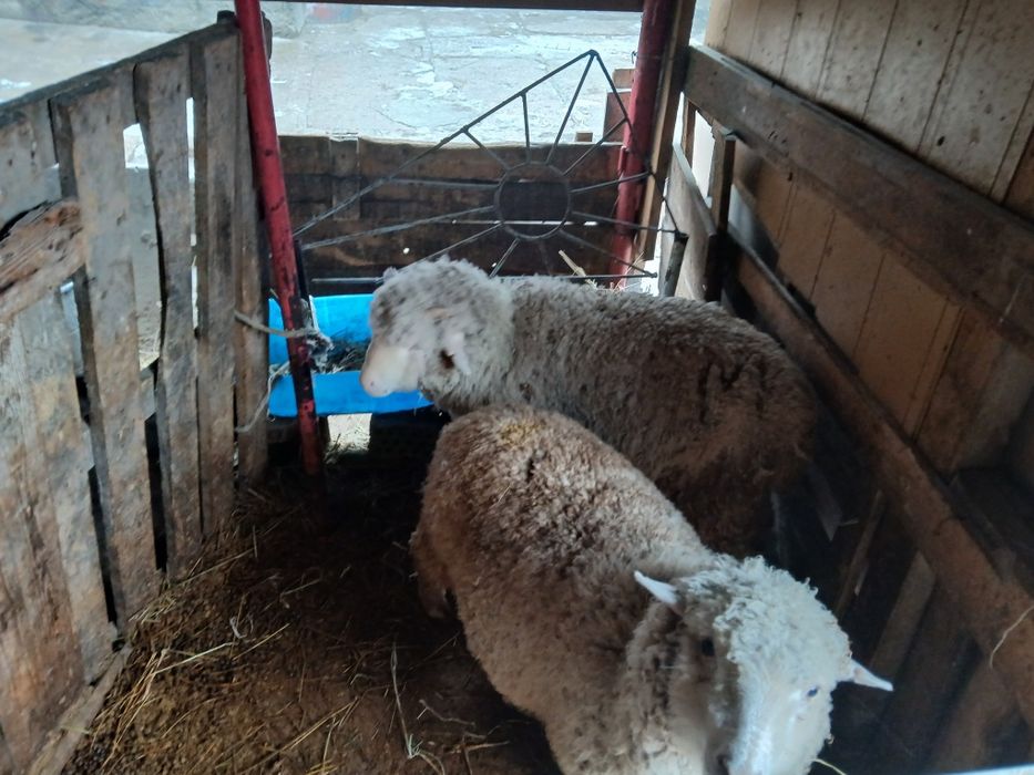 Продам баран жирные