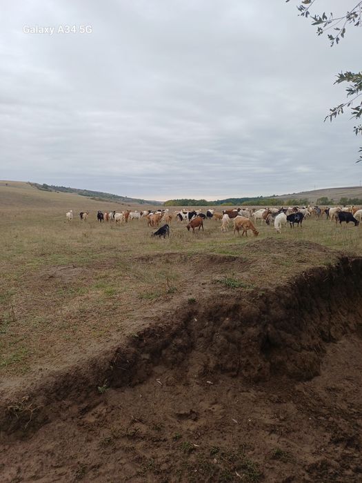 Vand capre sunt toate gestante