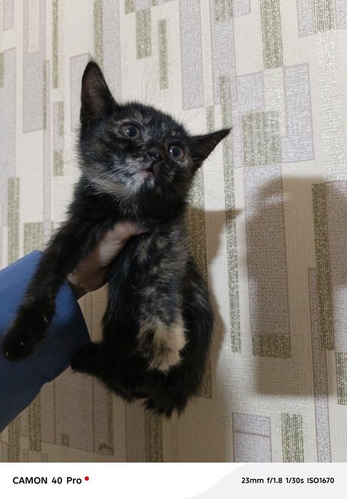 Hadyaga mushu beraman