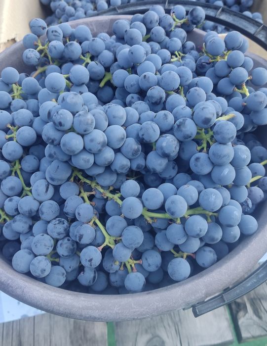 Продам виноград сорт Изабелла