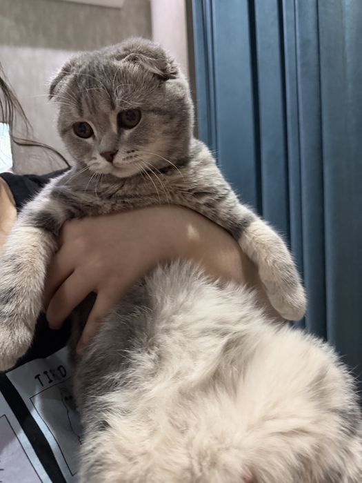 Srochna mushugimmi sotaman. Skottish fold toza paroda