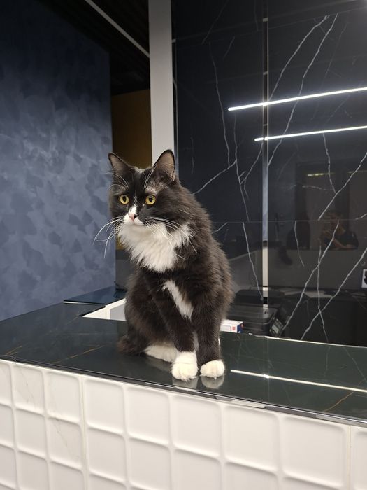 Котик мальчик кастрат