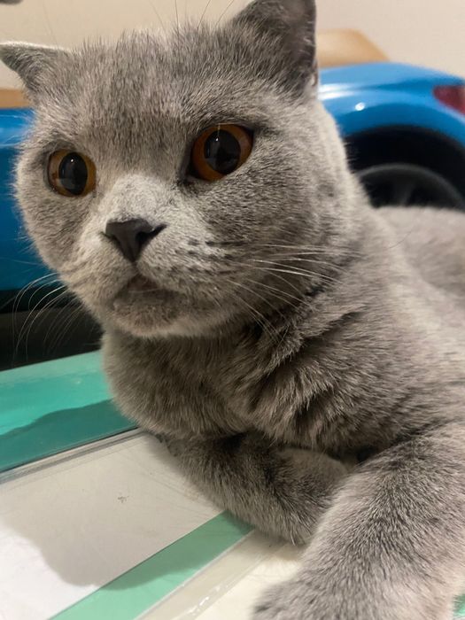Шотландская вислоухая кошка