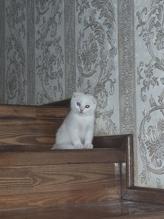 Котенок.Скоттиш Фолд