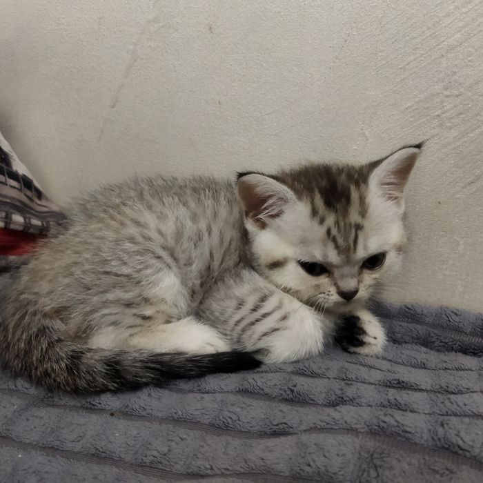 продается котенок