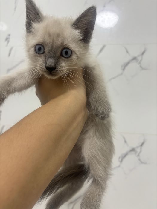 Пристраивается котенок