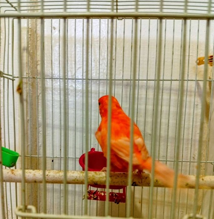 Канарейка кизил таййор ишлаган нар модалар бор