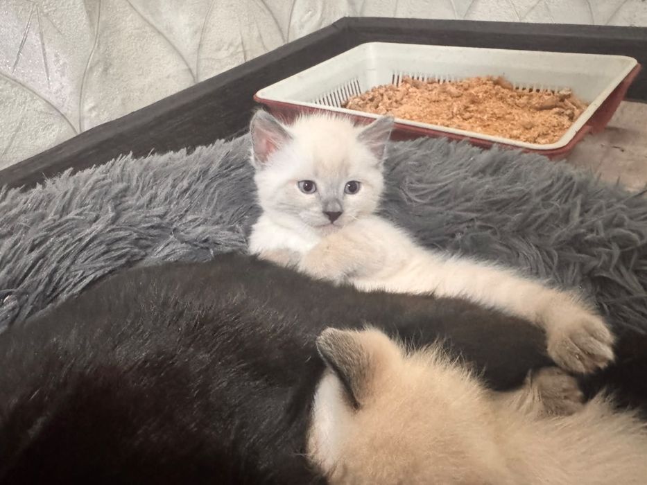 Британские котята
