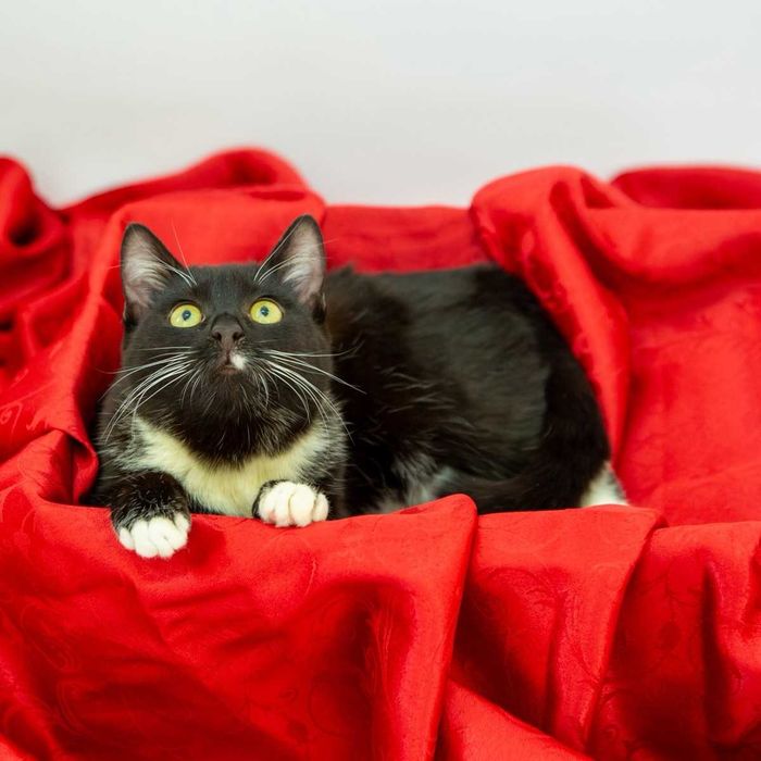 Коте Селена търси дом