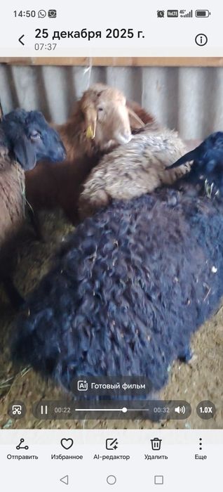 Бараны Токты кой