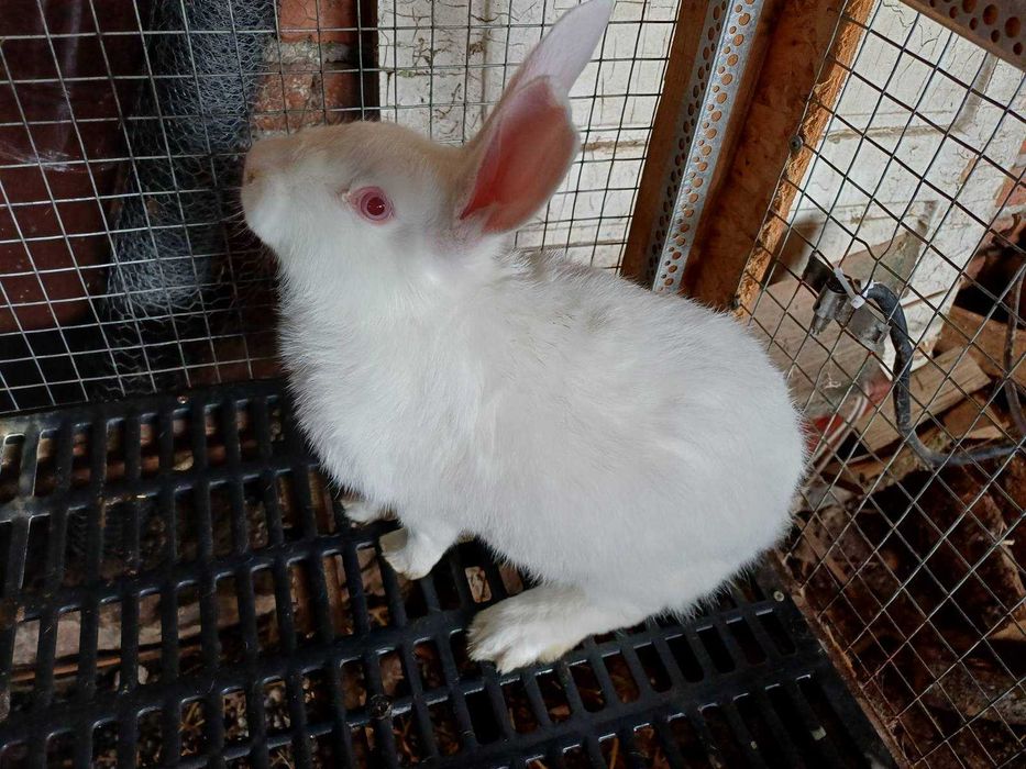 Зайци порода цика