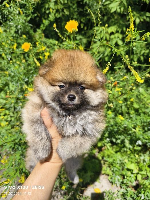 Продам щенков шпица.