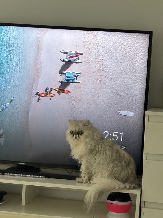 Vând pisică persana chinchilla