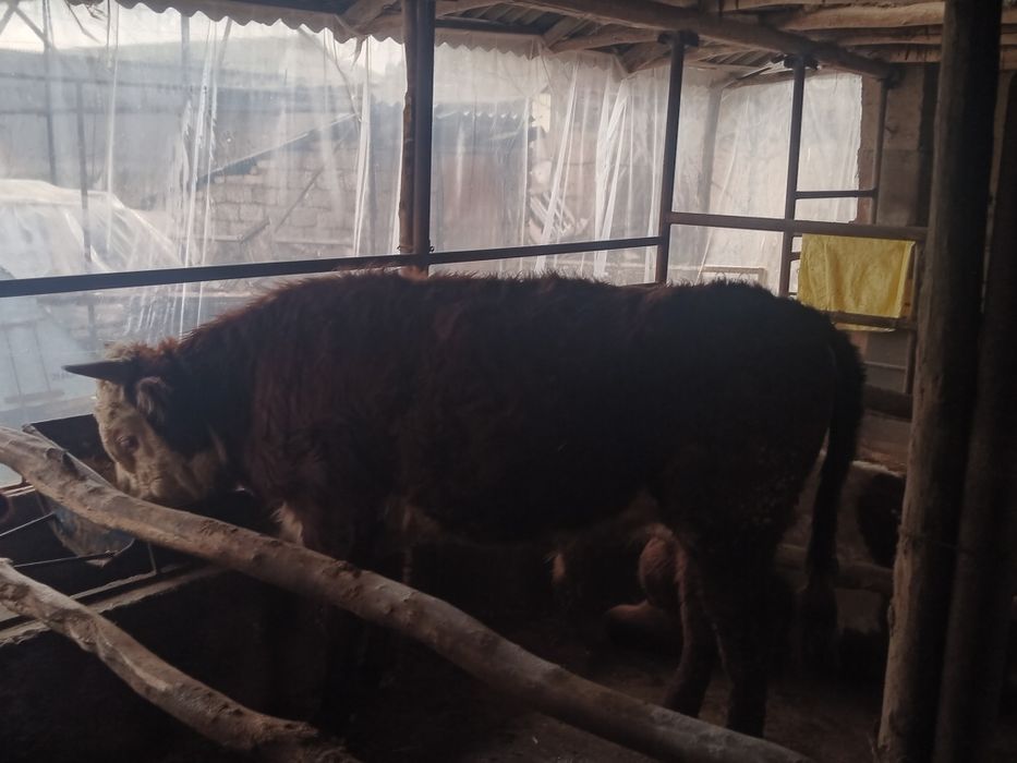 Boqma paroda buqalar smental va grendort narxini telefonda belgilanadi