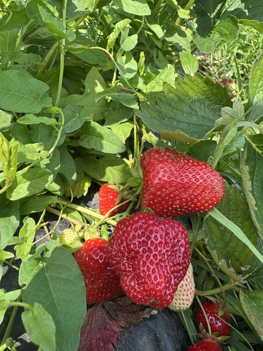 Stoloni capsuni Elsanta