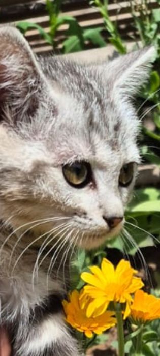Шотландская скоттиш страйт