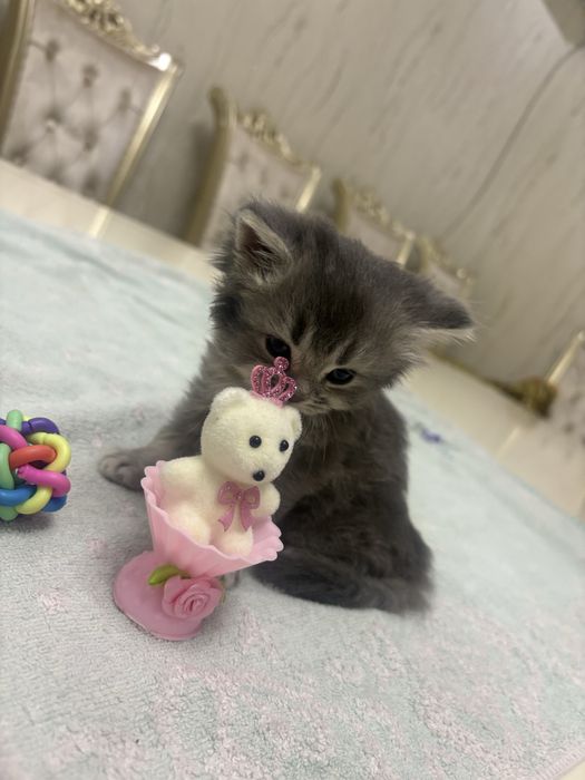 Продается шиншила катенок