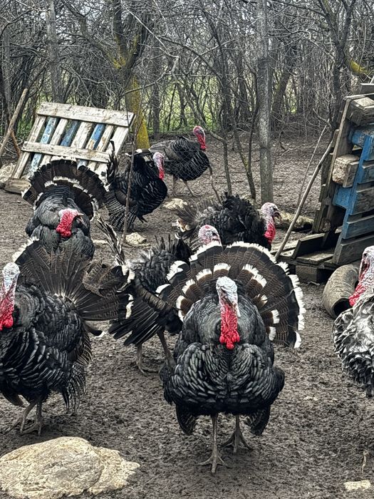 Curcani si curci de vanzare