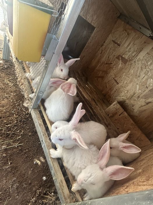 Зайци за месо и разплод